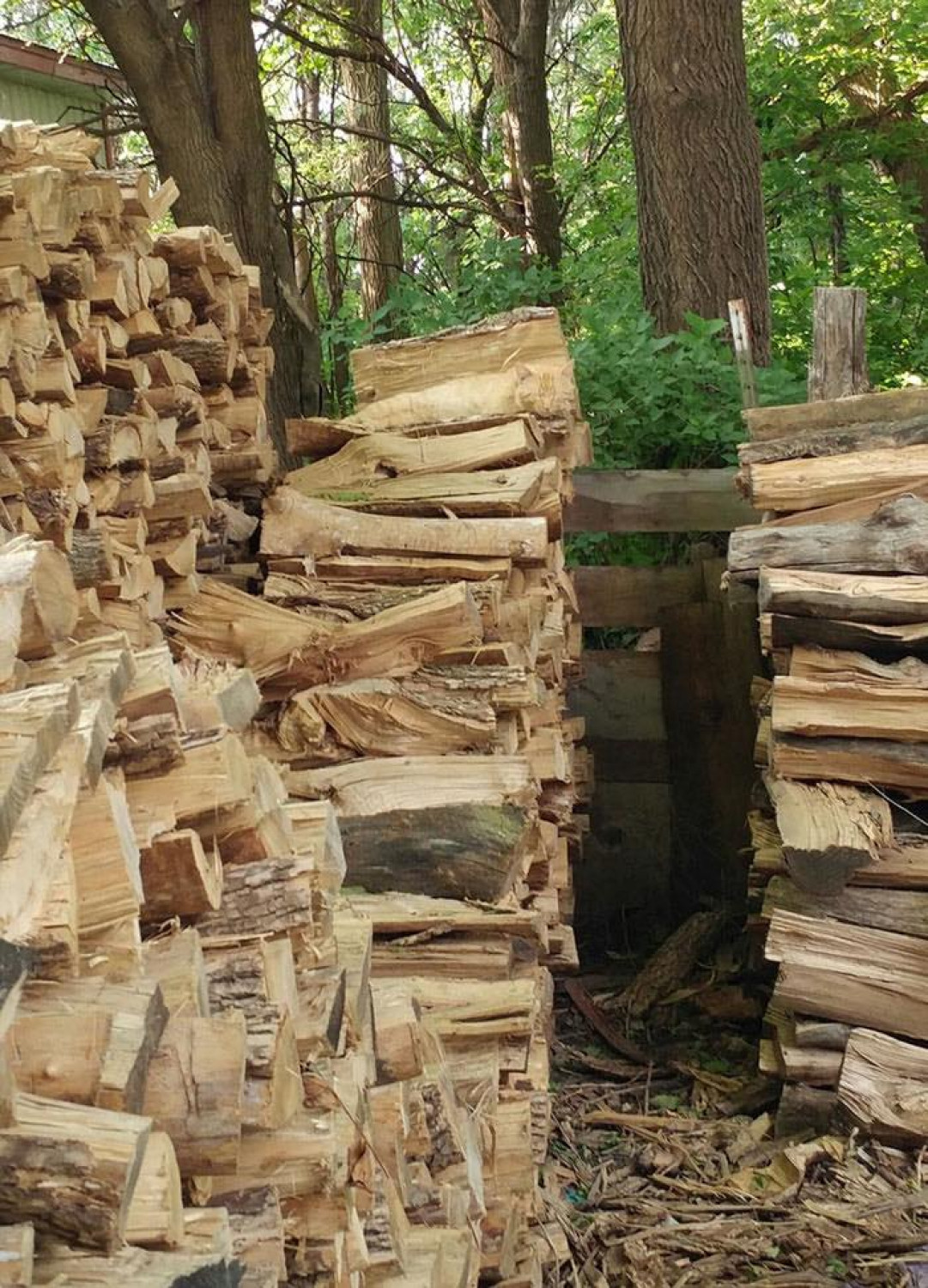10 másodperc alatt megtalálni a macskát a képen? Elképesztően nehéz!