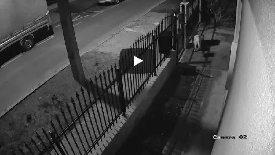 Ezt tették a békés házőrzővel az utcán sétáló suhancok (video)