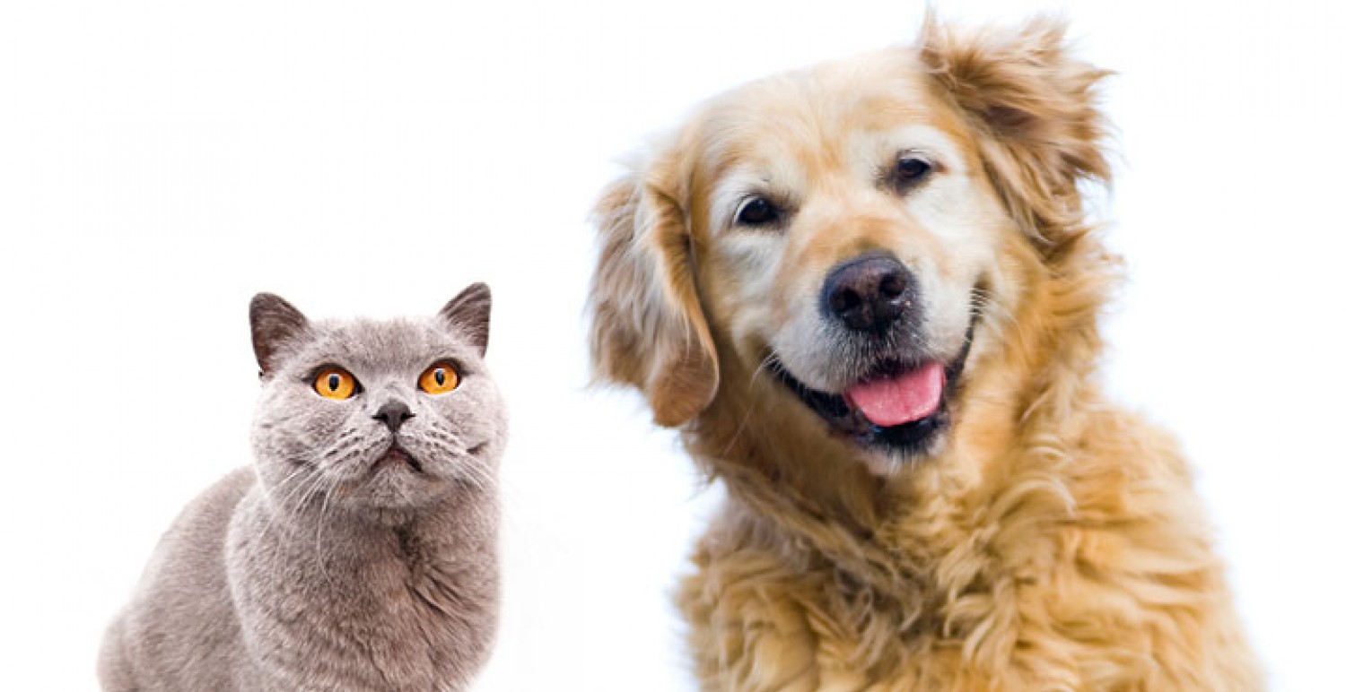 Kutyák és macskák.... Mennyit is tudsz róluk?