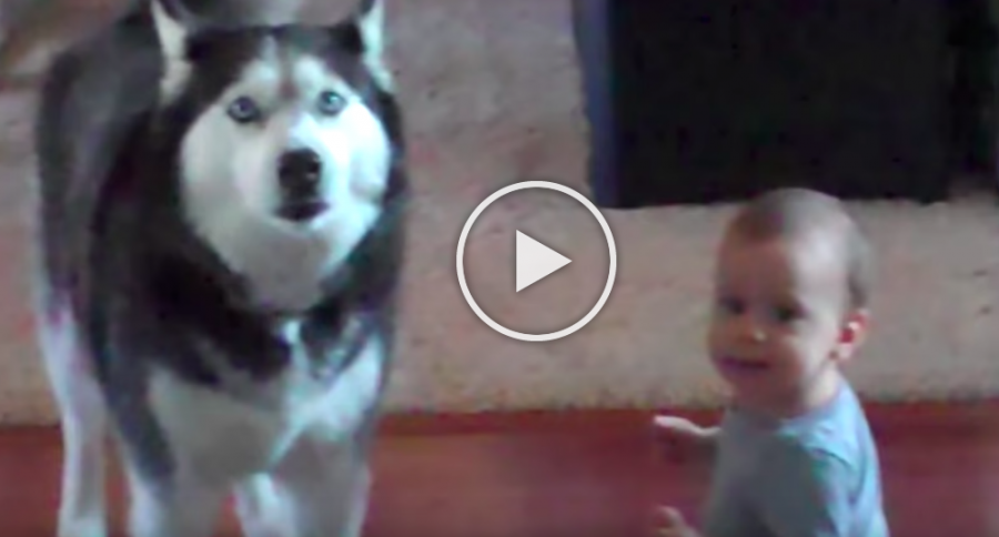 A baba és a kutya utánozzák egymást
